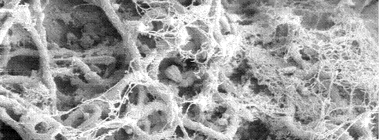 Biofilm growth on limestone.